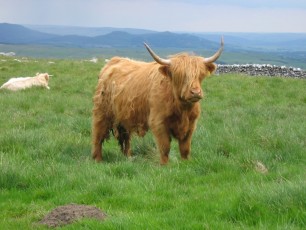 Yorkshire Dales 2011 -  Highland Cow