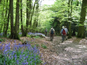 Bluebell Woods