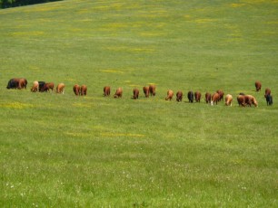 May 2015 - White Down Ranmore & North Downs