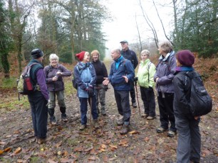 Alice Holt Forest November 2014